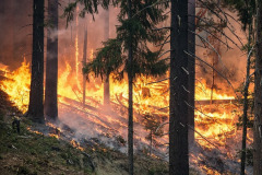 forest-fire-2268725_960_720