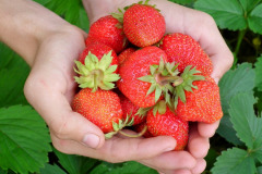 berry-197078_1280